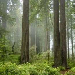 Redwood National & State Parks