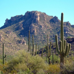 Green Business Saguaro National Park in Tucson AZ