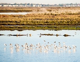 Bair Island Walking Tour