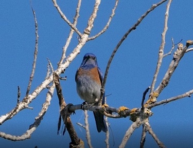 Summer BioBlitz at Hellyer Park