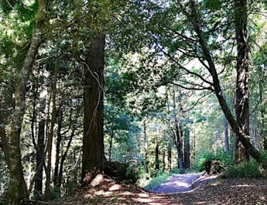 North Ridge Trail Hike at Purisima Creek Redwoods