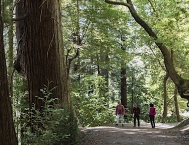 Morning Hike at Bear Creek Redwoods