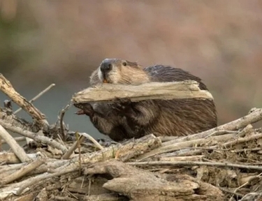 Beavers in the Bay: How Nature’s Engineers Benefit Our Ecosystems